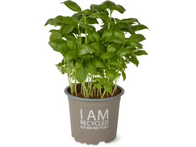 Pot de basilic 10.5cm · Bio 1pièce