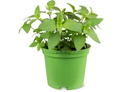 Basilic · De la région, Bio, 13 cm 1pièce