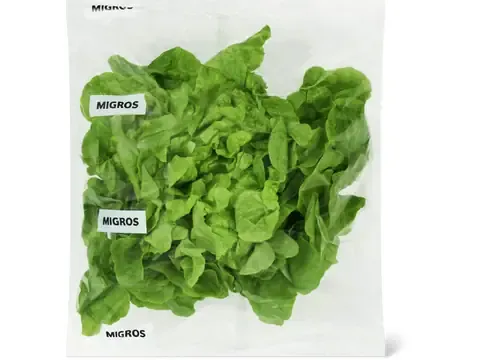 Laitue feuille de chêne · verte 1pièce