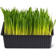 Terrine d’herbe à chat · De la région, Bio 1 pièce