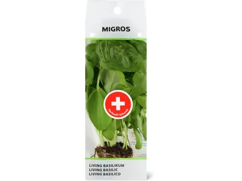 Living basilic 1 pièce