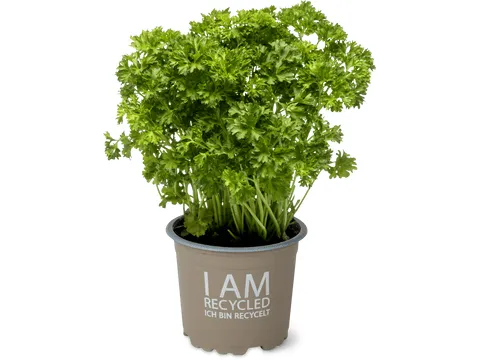 Pot de persil 10.5cm · Bio, frisé 1 pièce