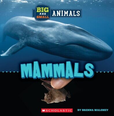 Big And Small Animals Mammals