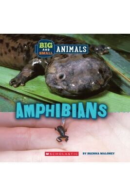 Big and Small Animals Amphibians