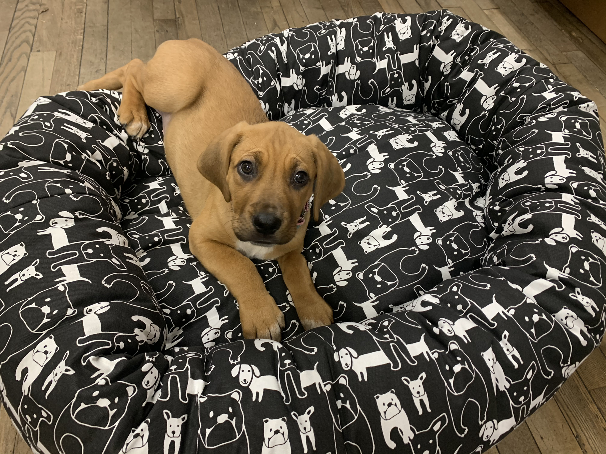 better world dog bed