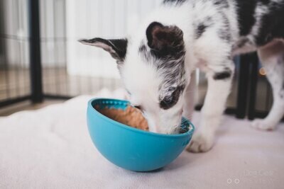 Cat & Dog Enrichment