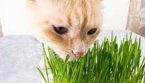 All Creatures Great and Small Cat Grass