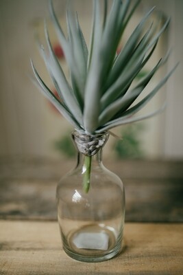 5"clear bud vase
