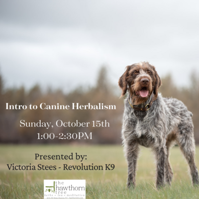 Class - Intro to Canine Herbalism  - Sunday, October 15th - 1 - 2pm