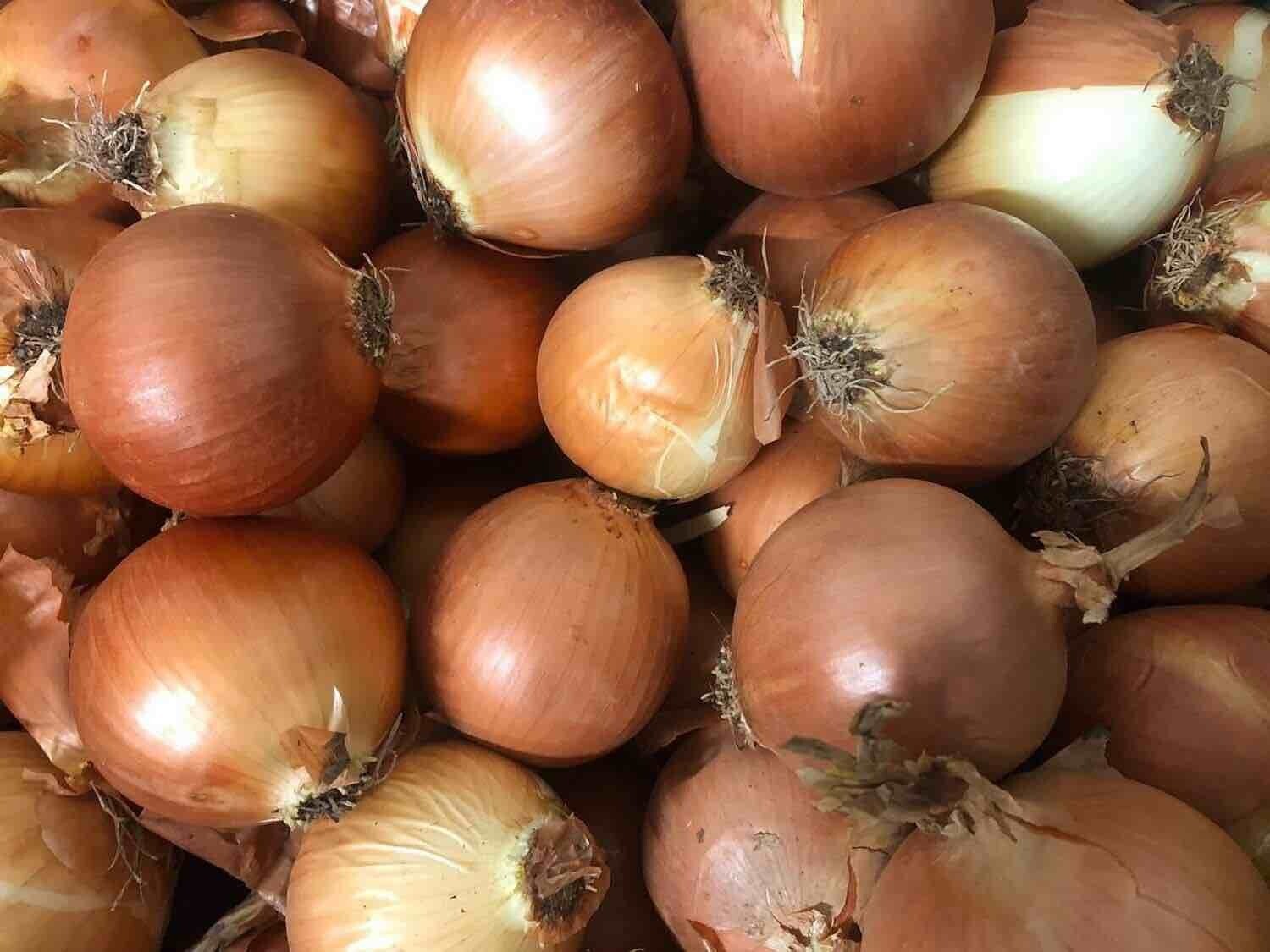 Cipolla Gialla