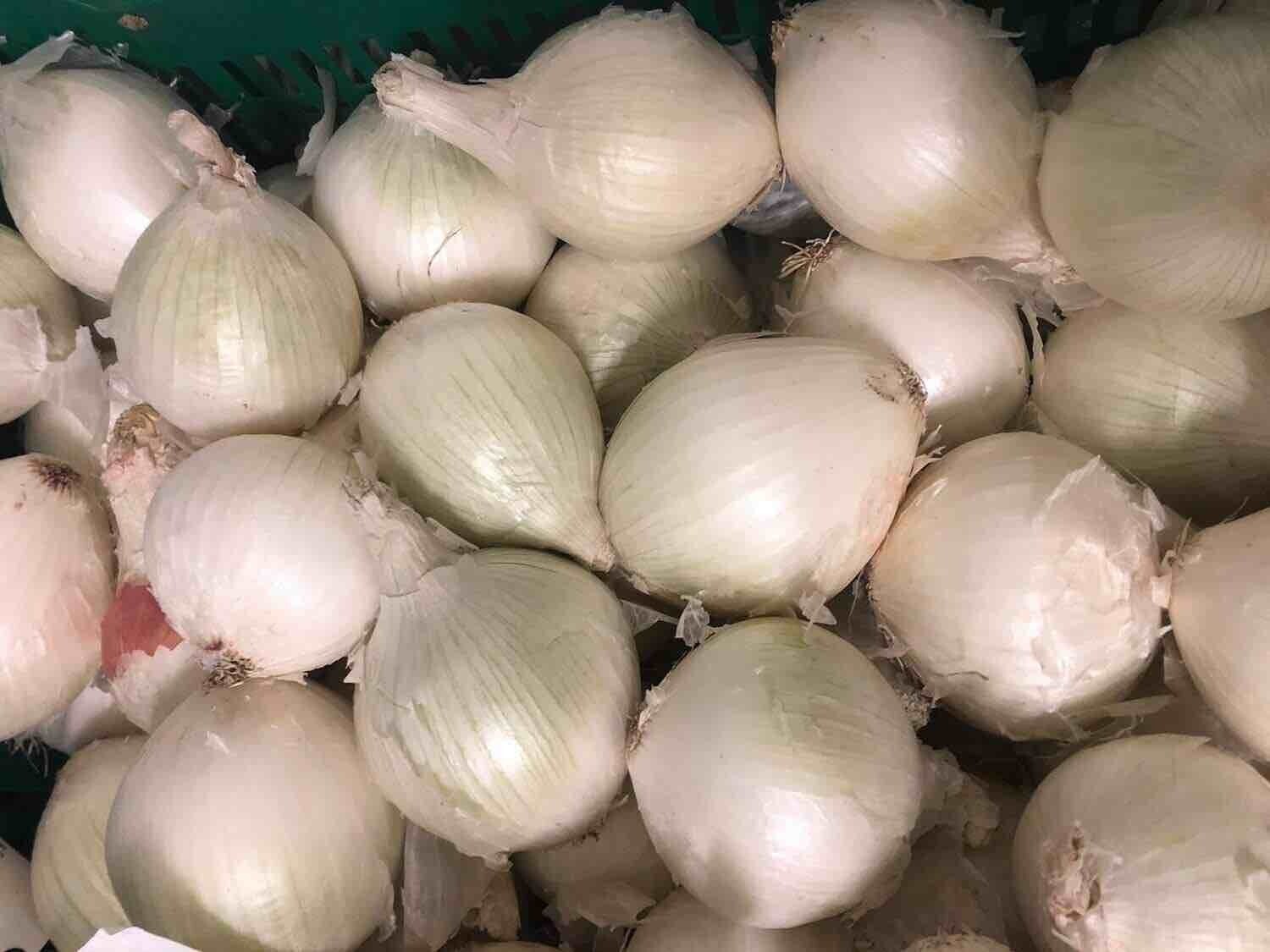 Cipolla Bianca