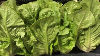 Insalata Romana (venduta a caspo) Insalata Romana (venduta a caspo)