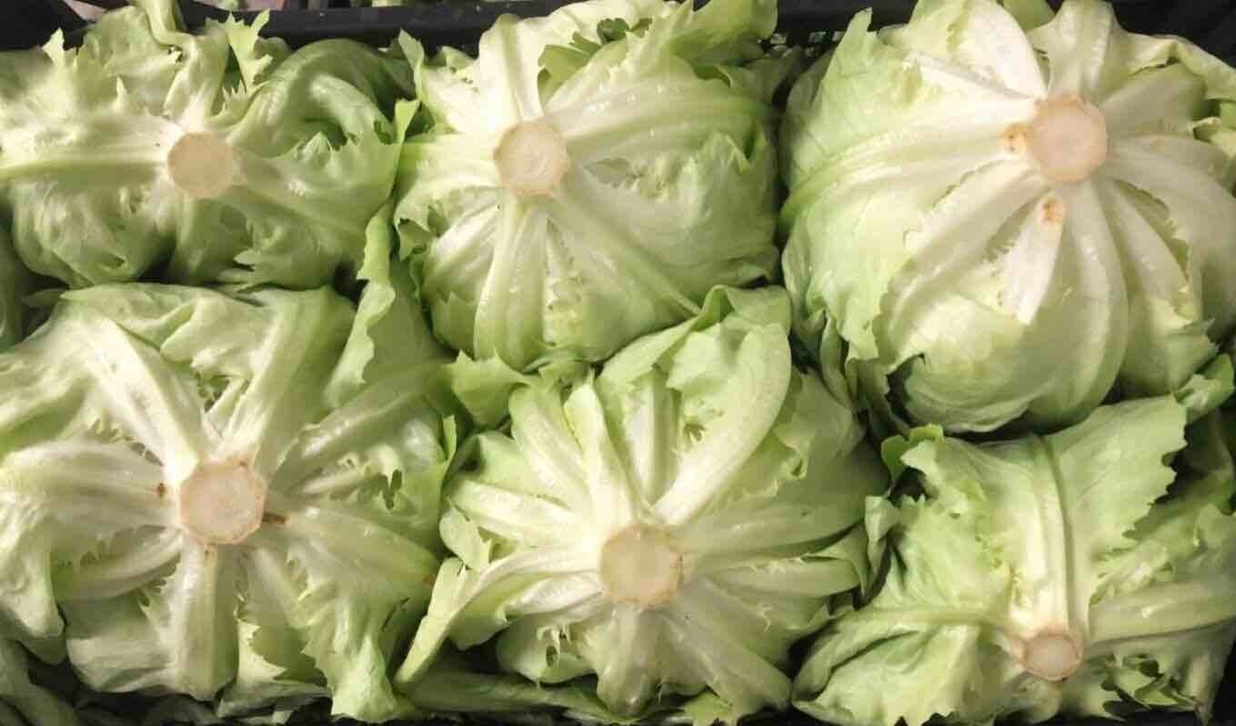 Insalata Trocadero (venduta a caspo)