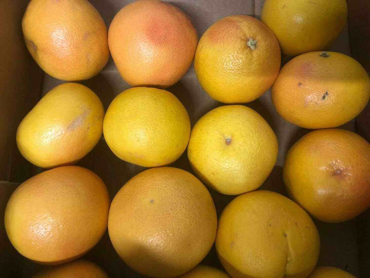 Pompelmi