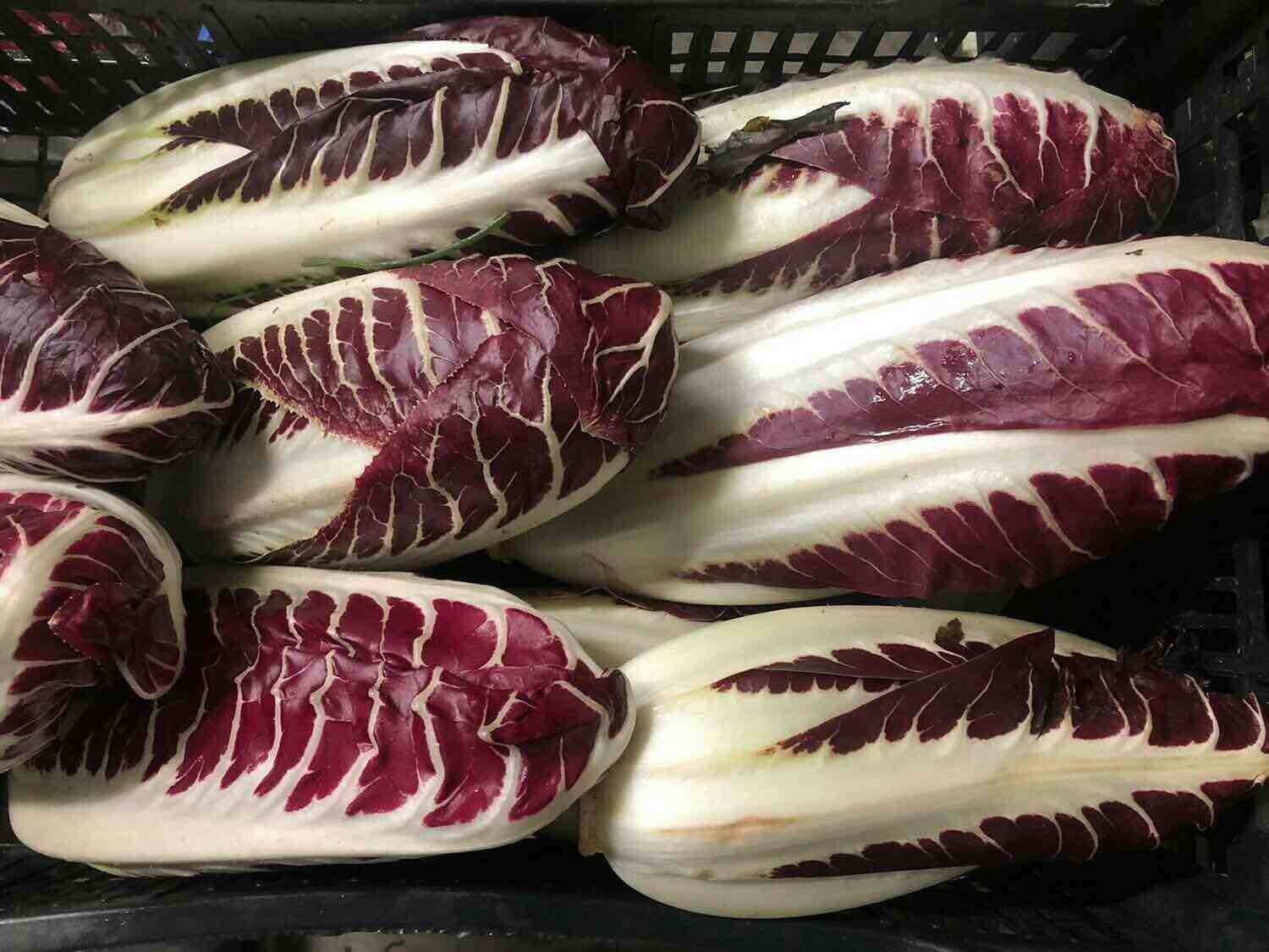Radicchio Trevigiano (venduto a caspo)