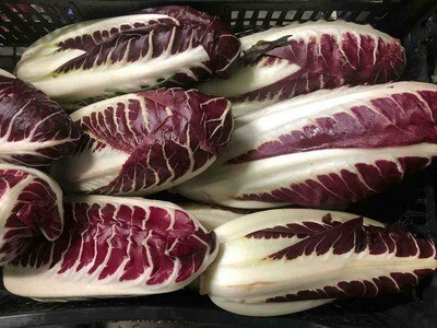Radicchio Trevigiano (venduto a caspo) Radicchio Trevigiano (venduto a caspo)