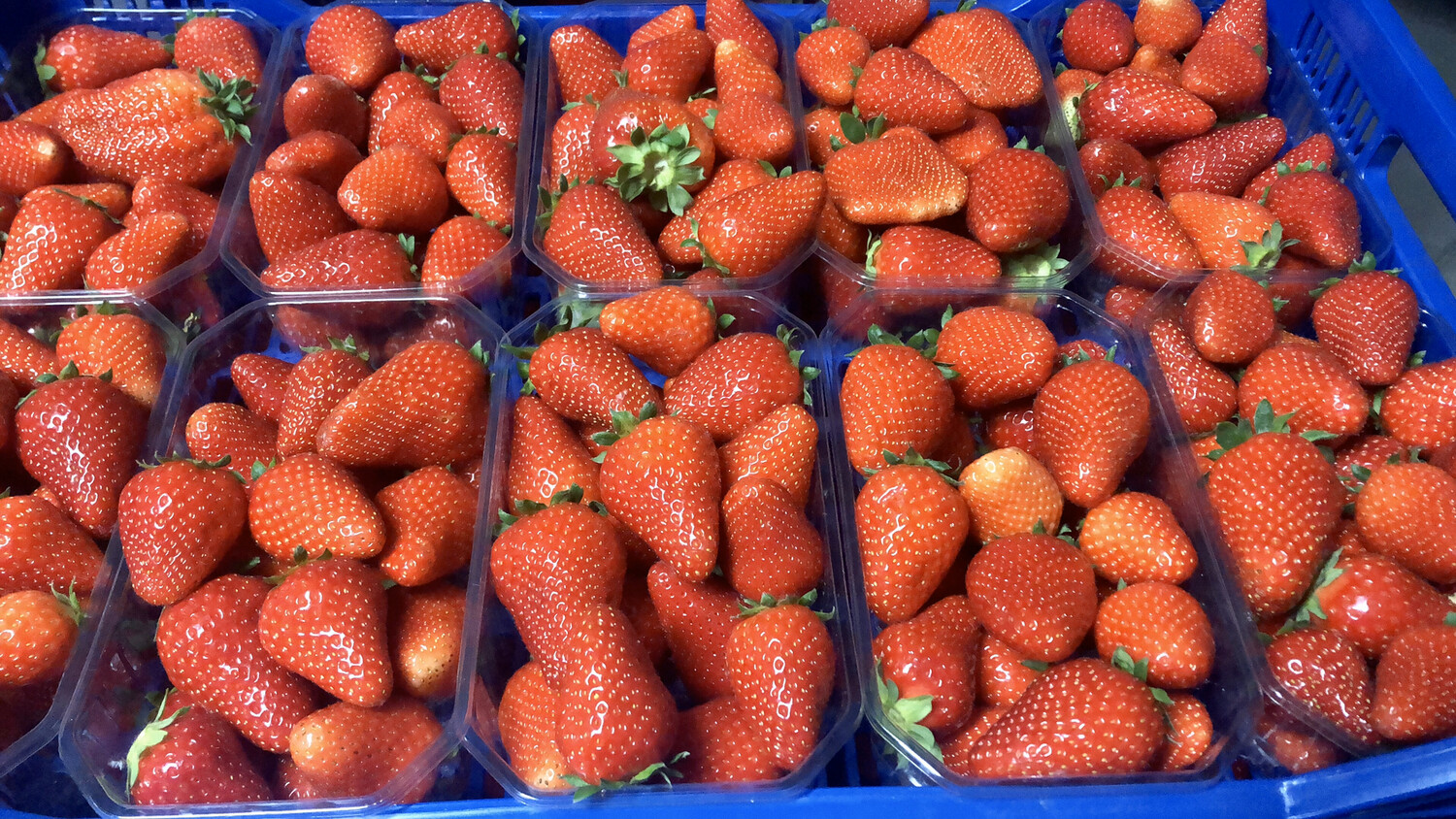 Fragole nostrane  (Cestino Circa 500gr)