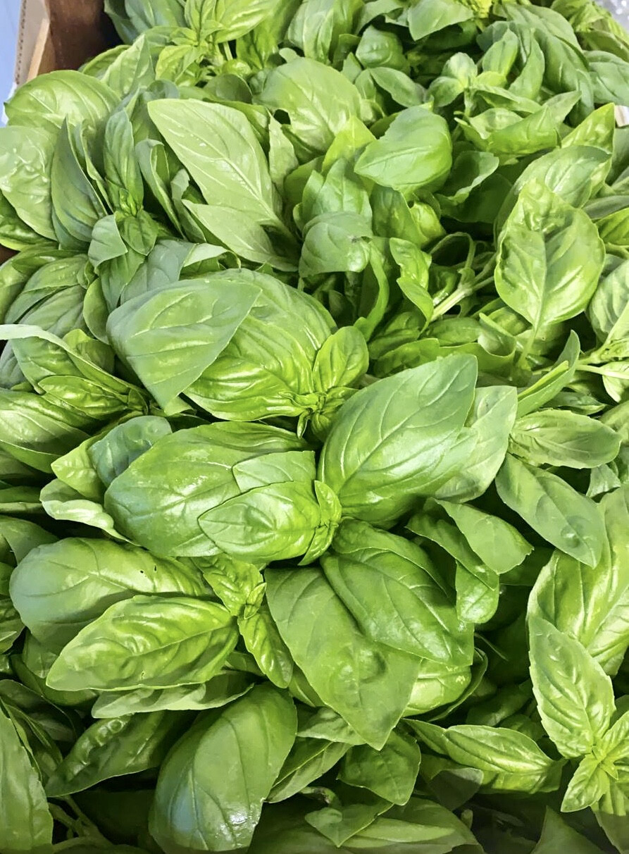 Basilico  A Mazzi 