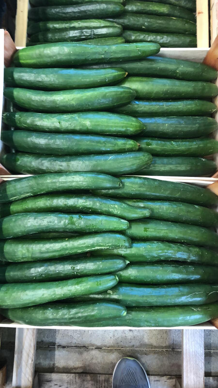 Cetrioli Dolci Lunghi 