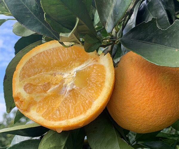 Arance Naturali Navel super 