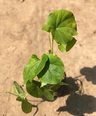 Giloy Plant Sapling