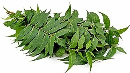 Dry Neem Leaf | Mosquito Repellent
