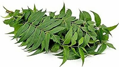 Dry Neem Leaf | Mosquito Repellent