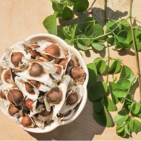 VRIKTSHA HERBS MOORINGA SEEDS SOUP POWDER - 50g
