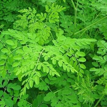 VRIKTSHA HERBS MOORINGA KEERAI SOUP POWDER - 50g