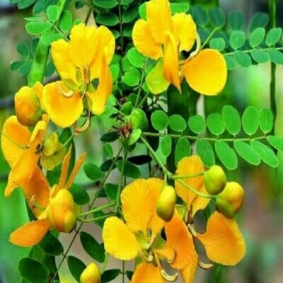 VRIKTSHA HERBS AAVARAM POO SOUP POWDER - 50g