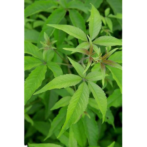 Dry Nochi Leaf | Mosquito Repellent - 25g