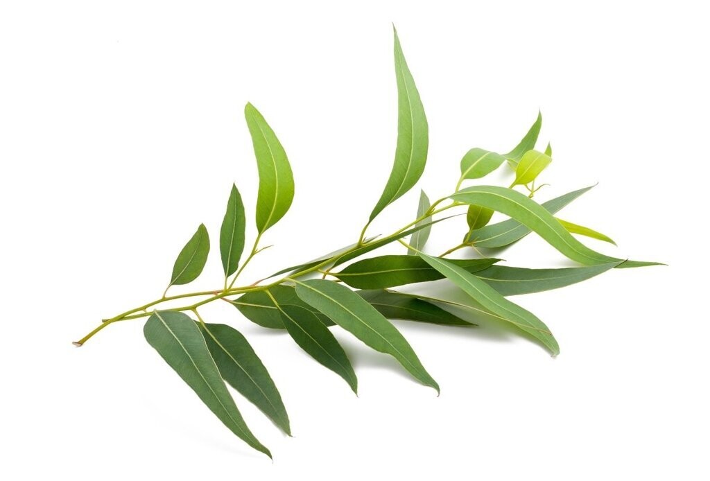 Strategi Eucalyptus Essential oil - 50ml