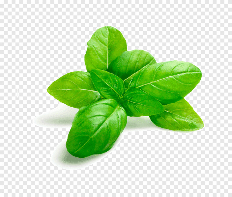 Strategi Basil Essential oil - 50ml