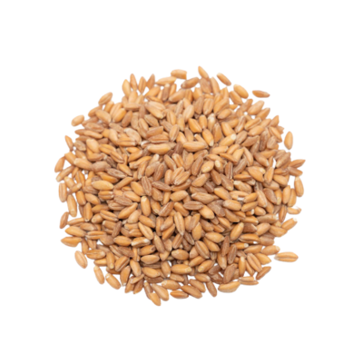 Swadeshi Emmer Wheat