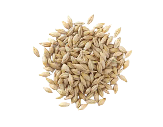 SWADESHI JAU - BARLEY WHEAT - 1 Kg