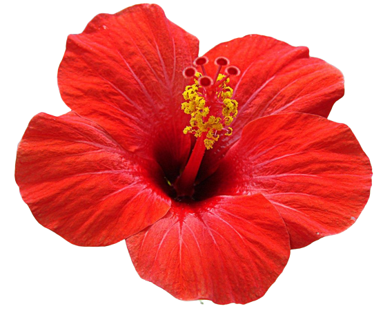 ANNAI HERBALS JAPA(hibiscus) POWDER -   செம்பருத்தி  பொடி - 50 g