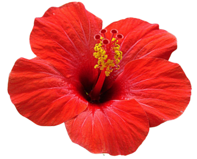 ANNAI HERBALS JAPA(hibiscus) POWDER -   செம்பருத்தி  பொடி - 50 g