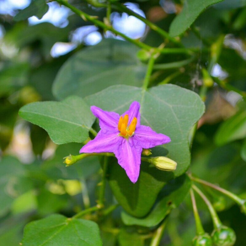 THUTHUVALAI LEGIYAM - தூதுவளை லேகியம் - 250gms