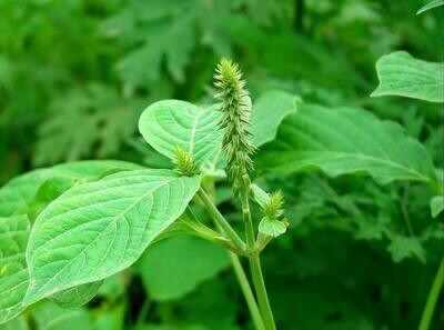 ANNAI HERBALS NAYURUVI POWDER -   நாயுருவி பொடி - 50 g