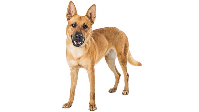 AHIMSA ECO-FRIENDLY NATURAL DOG/CAT TICK REPELLENT SPRAY - 250ml