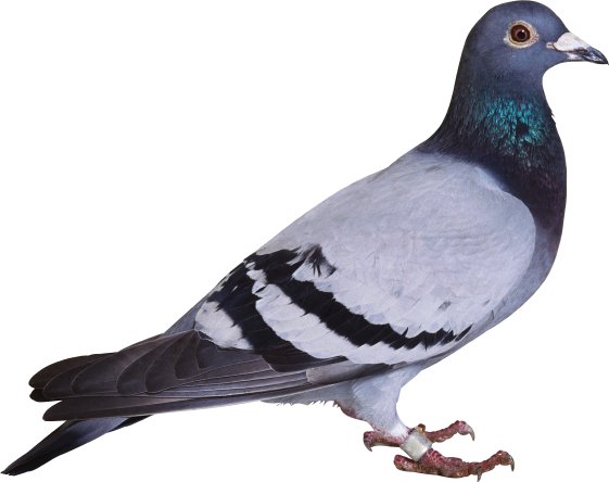 AHIMSA INTELLIGENT PEST SOLUTION ECO FRIENDLY NATURAL BIRD REPELLENT SPRAY - 250ml