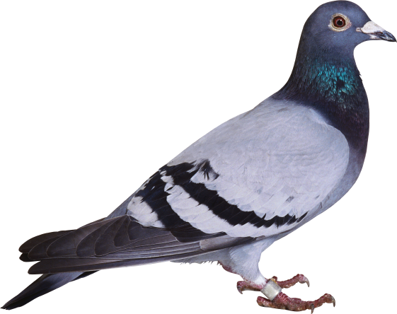AHIMSA ECO-FRIENDLY NATURAL BIRD REPELLENT SPRAY - 250ml