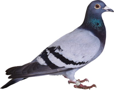 AHIMSA ECO-FRIENDLY NATURAL BIRD REPELLENT SPRAY - 250ml