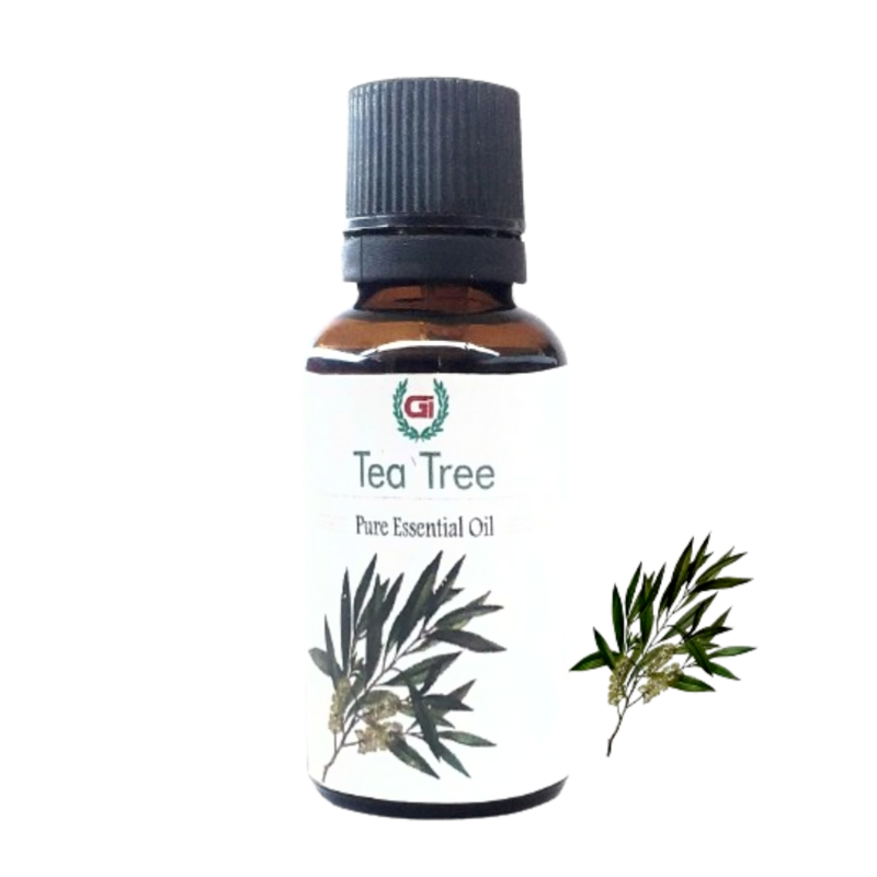 Tea Tree Essential Oil 30 ml - Pure and Therapeutic Grade (by Grasse International)