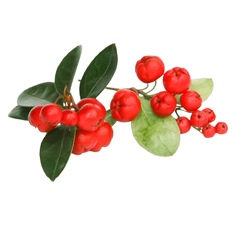 WINTERGREEN OIL