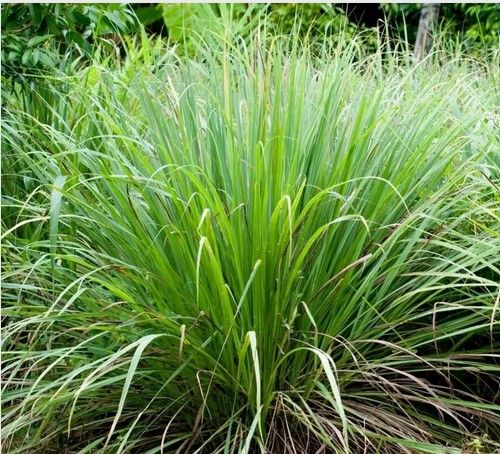 LEMONGRASS OIL  - எலுமிச்சை புல் எண்ணெய்