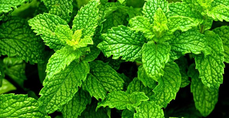 PEPPERMINT OIL  - மிளகுக்கீரை எண்ணெய் - 100ML