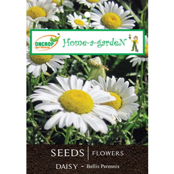 Daisy Flower Seeds - Bright Garden Blooms