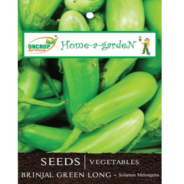 Brinjal Green Long Seeds - Premium Indian Eggplant
