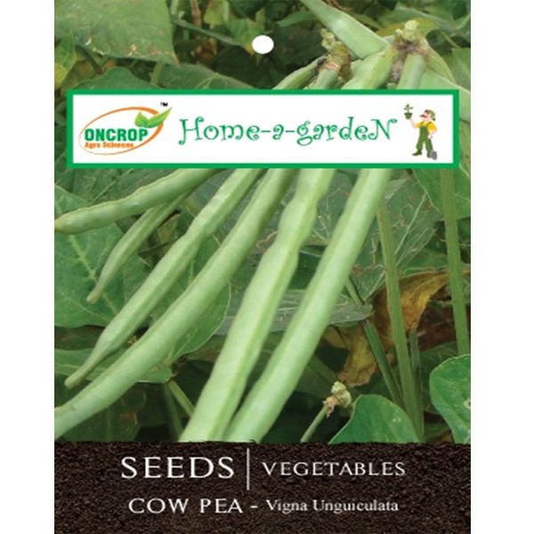 Cow Pea (Black-eyed Pea) Seeds – High Protein Indian Legume Seeds